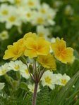 FZ004560 Yellow flower Primrose.jpg